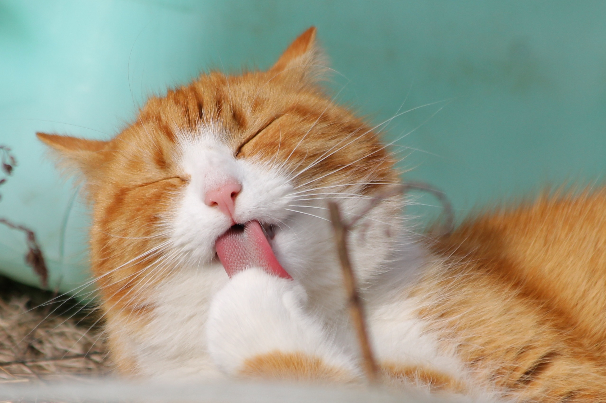 sweet-kitten-cat-mammal-fauna-close-up-974997-pxhere.com.jpg sweet-kitten-cat-mammal-fauna-close-up-974997-pxhere.com.jpg