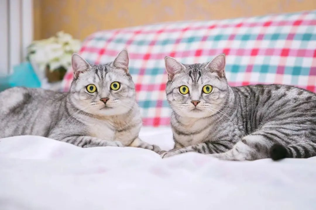 1493cc95be2f05851759b1d054e0469.png